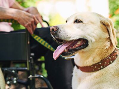 Ein Labrador als Therapiehund, um Hintergrund eine ältere Person im Rollstuhl