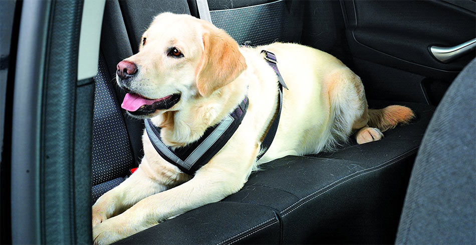 Ein Labrador liegt auf der Rückbank eines Autos, gesichert mit dem Hundegeschirr Allsafe der Firma Kleinmetall.