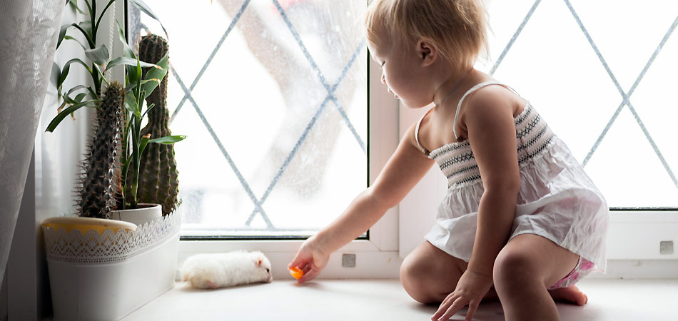 Ein Kleinkind sitzt auf einer Fensterbank und bietet einem weißen Hamster ein Stück Obst an.