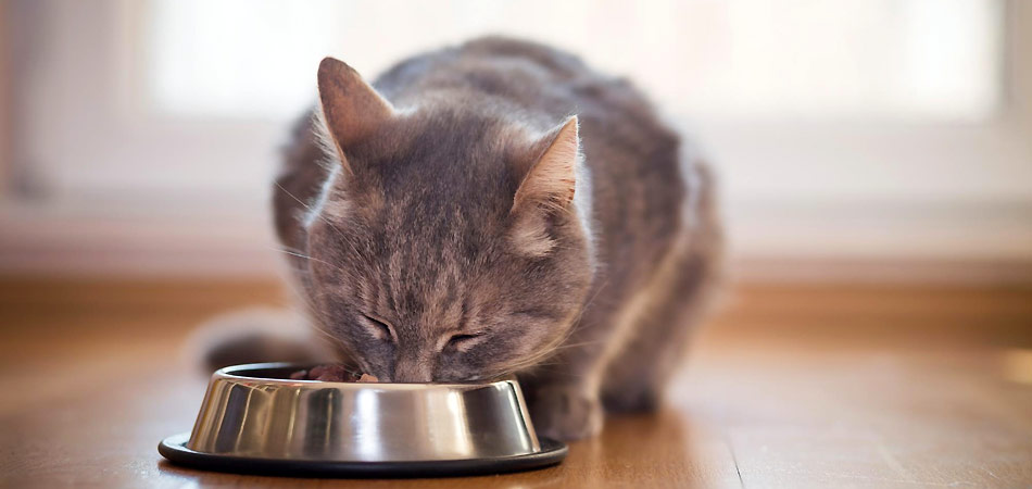 Graue Katze frisst rohes Fleisch (BARF) aus einem Napf.