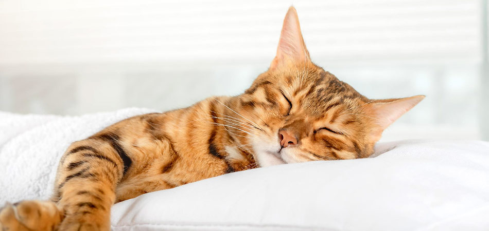 Eine braun getigerte Katze liegt auf einem gemütlichen Kissen und schläft.