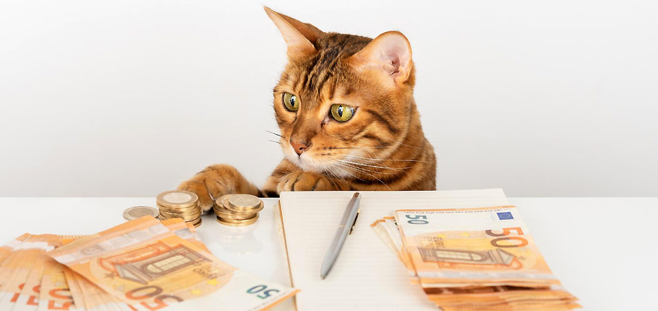 Eine braun getigerte Katze schaut Münzen und Geldscheine an.