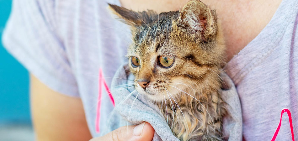 Eine Frau hält eine nasse Katze in ein Handtuch gewickelt auf dem Arm.