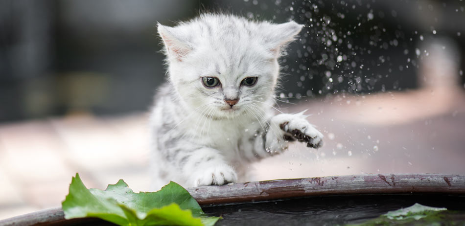 Ein hellgraues Kätzchen schüttelt Wasser von seiner Pfote ab.