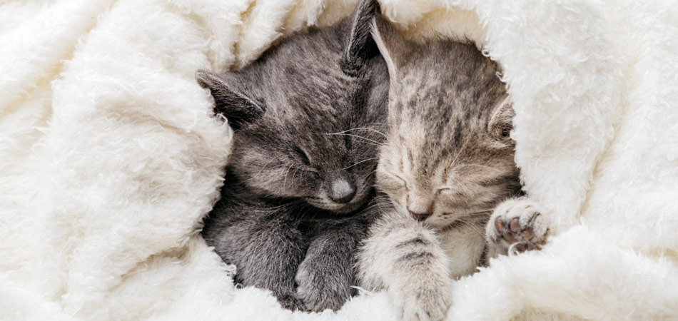 Zwei junge Katzen kuscheln zusammen in einer weißen Decke