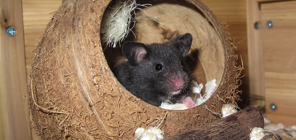 Niedlicher schwarzer Hamster in Kokosnuss-Höhle