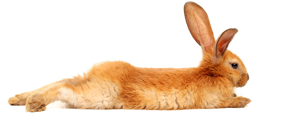 Rötlich-hellbraunes Kaninchen mit großen Ohren liegt ausgestreckt auf dem Boden.