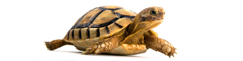 Junge Schildkröte