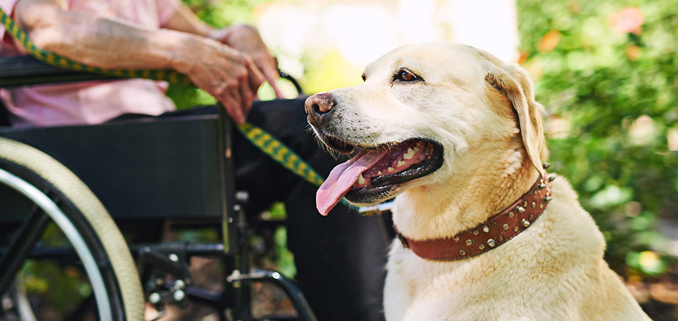 Ein Labrador als Therapiehund, um Hintergrund eine ältere Person im Rollstuhl
