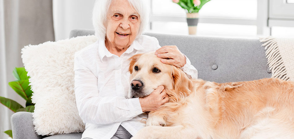 Ein Golden Retriever liegt bei einer älteren Frau auf der Couch und wird von ihr umarmt.