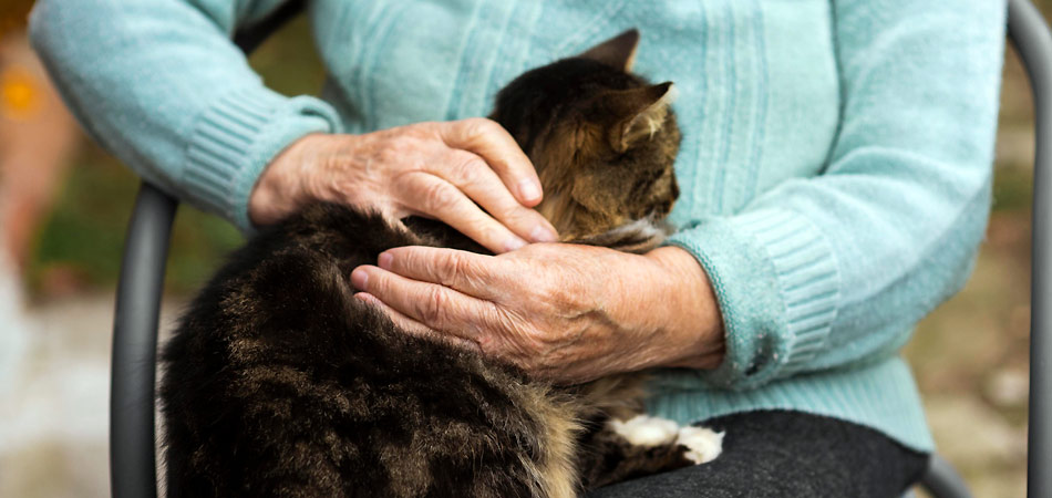 Dunkel getigerte Katze liegt auf dem Schoß einer Seniorin