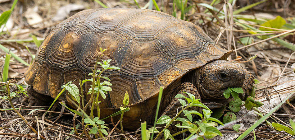Schildkröte im Garten auf der Wiese