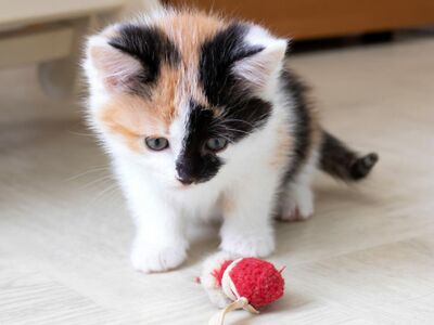 Dreifarbiges Kätzchen spielt mit einem Ball.