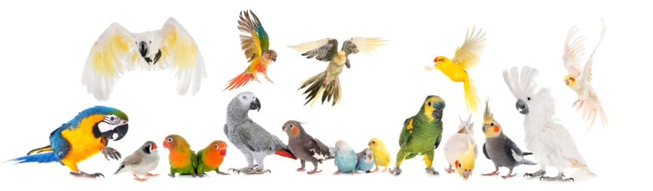 Verschiedene Vögel, Größenverhältnisse teilweise unstimmig