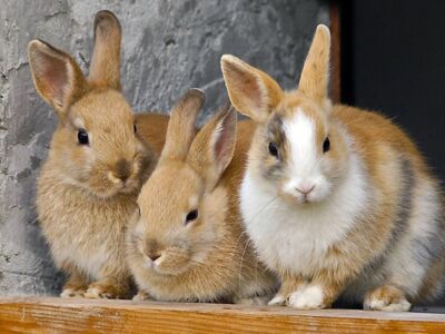 Drei Kaninchen kuscheln miteinander