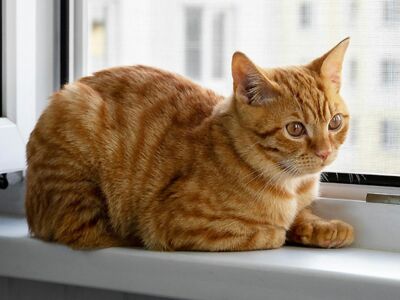 Eine rot getigerte Katze liegt auf einer Fensterbank.