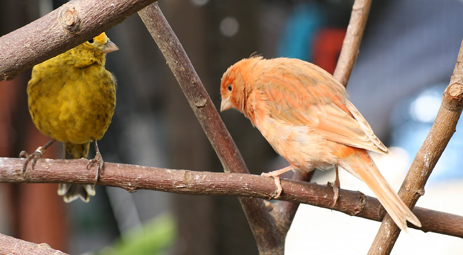 Zwei Kanarienvögel in einer Außenvoliere auf natürlichen Zweigen.