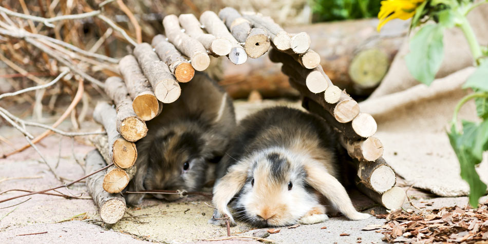 Zwei Kaninchen in einem naturnahen Gehege kuscheln unter einem Holzunterschlupf.