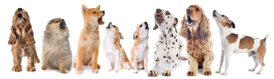 Acht bellende Hunde verschiedener Größen und Rassen nebeneinander