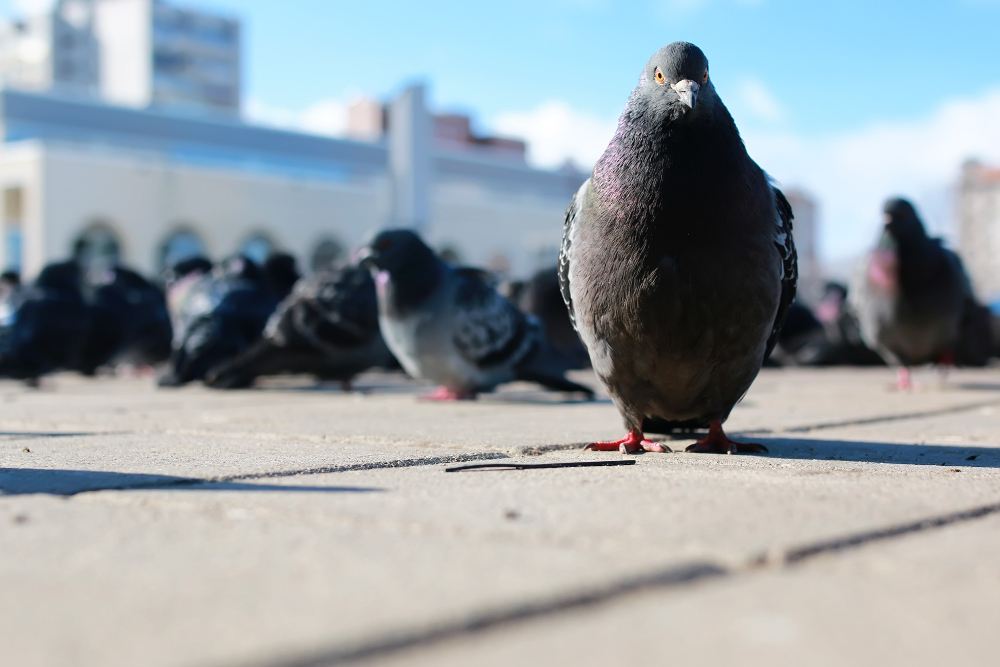 Stadttauben – eine Taube im Vordergrund, mehrere unscharf im Hintergrund.